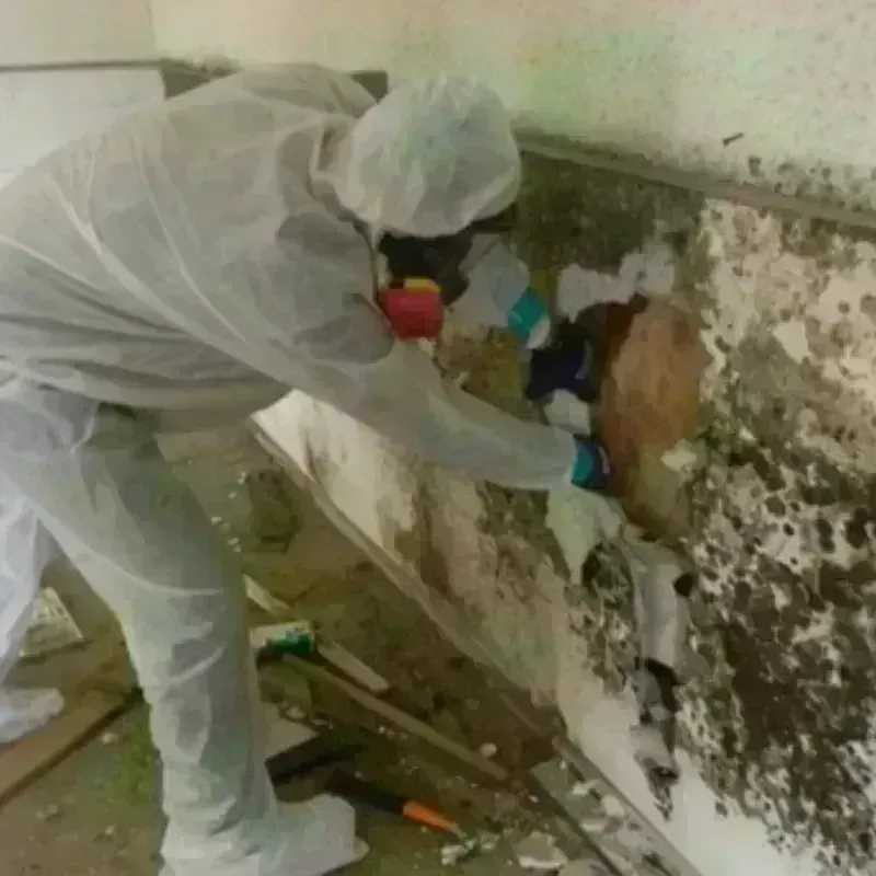 Mold Remediation and Removal in Cleveland County, NC